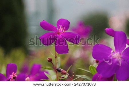 Exterior close up photo view of pink purple violet flower floral plant in a park or garden during the day in spring or summer