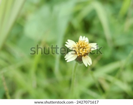 The grass flower that blooms is called Tridax procumbens