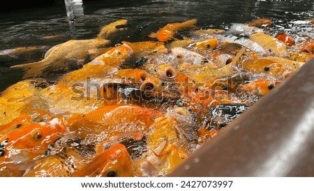 selectively focus on koi or goldfish in a clear pond