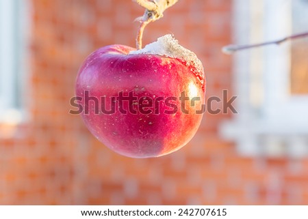 Iced red apple on a branch close up in sunny frosty winter day