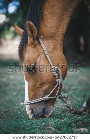 horse closeup in the field