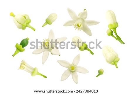 Lime or green lemon flower collection isolated on white background. Royalty-Free Stock Photo #2427084013