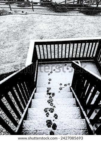 Dog prints in the snow on a steep deck with railings and and big yard with a split rail fence in the winter in Colorado USA