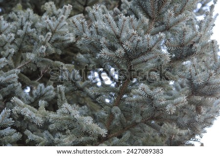 up close photo of branches of evergreen trees DSLR photo high resolution background texture