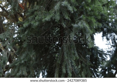 up close photo of branches of evergreen trees DSLR photo high resolution background texture