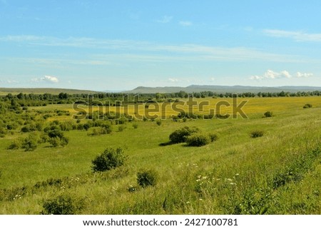 Small bushes scattered along the gentle slope of the hill on the edge of the steppe under the summer sunny sky. Khakassia, Siberia, Russia.