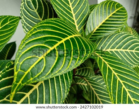 Close-up of the leaves of Sanchezia Speciosa, Shrubby Whitevein, Zebra Plant, or Cacak gading are bright green and have distinctive white veins on the leaves.