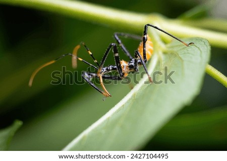 An assassin bug nymph waiting on a leaf for a delicious insect to pass by and provide a meal in this suburban garden on the Gold Coast in Queensland, Australia. Royalty-Free Stock Photo #2427104495