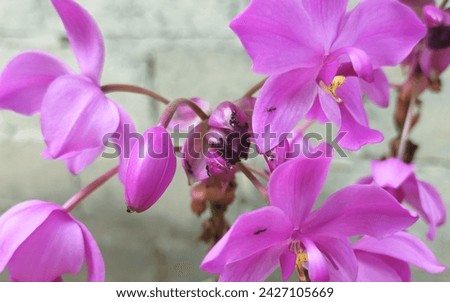 a picture of purple ground orchid with ants