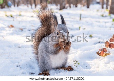 The squirrel in winter sits on white snow. Eurasian red squirrel, Sciurus vulgaris