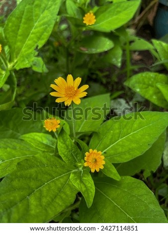 mini sunflower ornamental plant (melampodium butter daisy) with a group of yellow blooming flowers