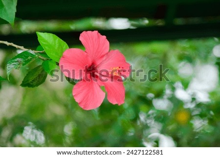 Pink hibiscus flower in the garden, nature background