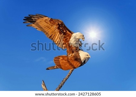 Red-backed sea eagles, commonly known as Brahminy kites, are seen in flight within their natural environment.