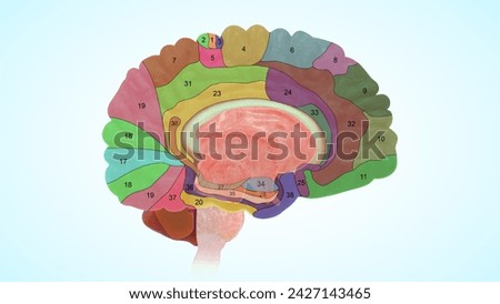 Brodmann Areas Of The human Brain 3d illustration