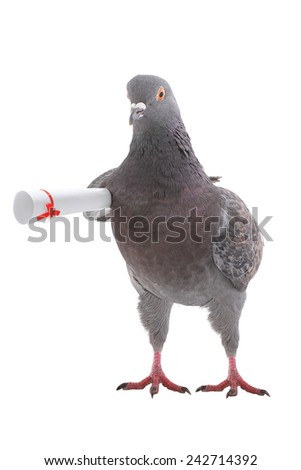 pigeon with the letter under a wing Royalty-Free Stock Photo #242714392