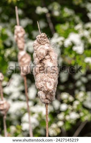A close up of reedmace in the spring sunshine, with selective focus Royalty-Free Stock Photo #2427145219