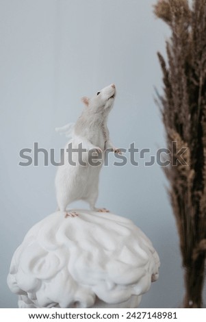 A rat in a photo studio. On a head made of plaster