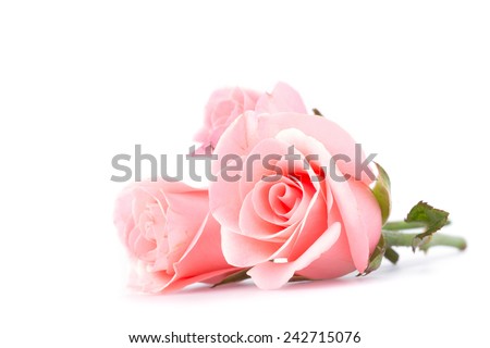pink rose flower on white background Royalty-Free Stock Photo #242715076