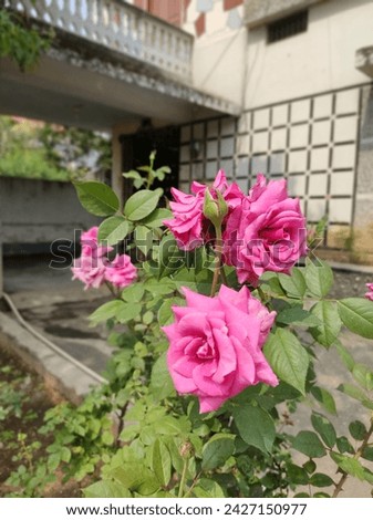Real image of beautiful rose flower 