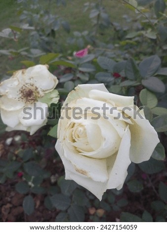 White Rose Pic by ItsShani