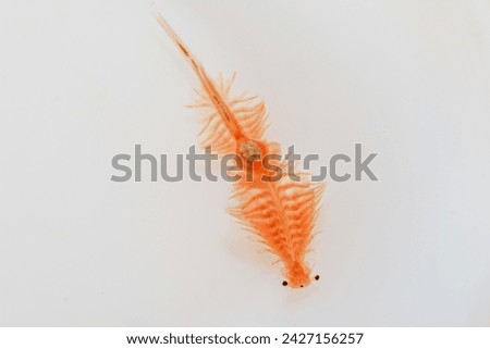 Brine shrimp, live foods for aquarium fish, fresh hatched brine shrimp (Artemia salina) Royalty-Free Stock Photo #2427156257