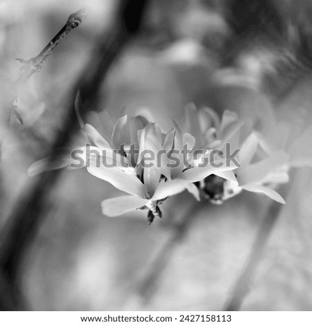 Laburnum anagyroides in park, spring plants, beautiful blooming bush, floral background, black and white photo
