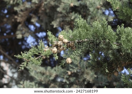 branch of  Mediterranean cypress (Cupressus sempervirens) with seed cones Royalty-Free Stock Photo #2427168199