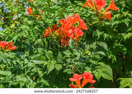 It's the photo of trumpet vine flowers in the garden. It's red flower in shadow. It is close up view of pink flower in shadow park.