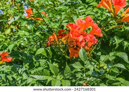 It's photo of trumpet vine flowers in the garden. It's red flower in shadow. It is close up view of pink flower in shadow park.