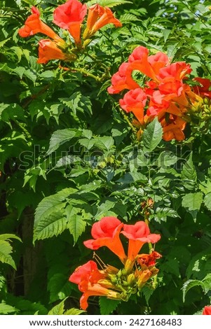 It's photo of trumpet vine flowers in garden. It's red flower in shadow. It is close up view of pink flower in shadow park.