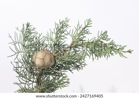 isolated branch of  Mediterranean cypress (Cupressus sempervirens) with seed cones Royalty-Free Stock Photo #2427169405