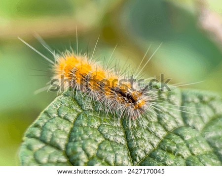 Caterpillars are the larval stage of members of the order Lepidoptera. Like most common names, the use of this term is actually inconsistent, because sawfly larvae are also often referred to as caterp Royalty-Free Stock Photo #2427170045