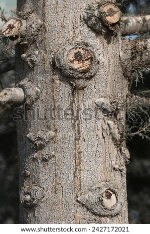 trunk of Mediterranean cypress, Cupressus sempervirens Royalty-Free Stock Photo #2427172021