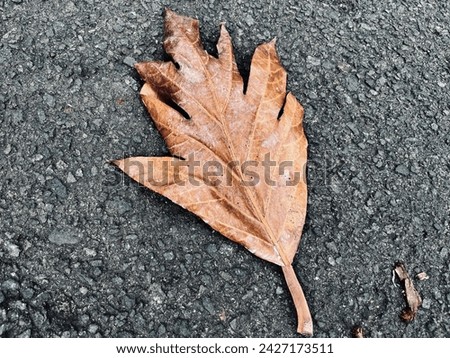 Tranquil close-up of a dry oak leaf amidst fallen autumnal foliage, showcasing the intricate texture and natural pattern of the forest floor in earth-toned woodland. On asphalt