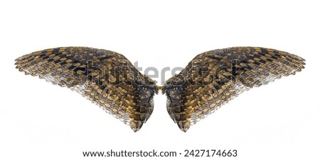  bird wings isolated on a white background