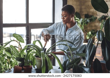 Concept of simple life pleasures, work life balance, mental health, relaxation at home. Attractive young African American woman doing home gardening, repotting plants, taking care about flowers Royalty-Free Stock Photo #2427175083