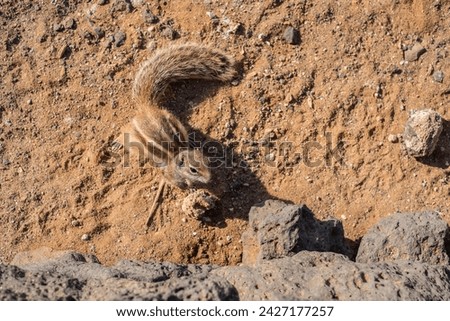 African Squirrel, invasive species in Fuerteventura