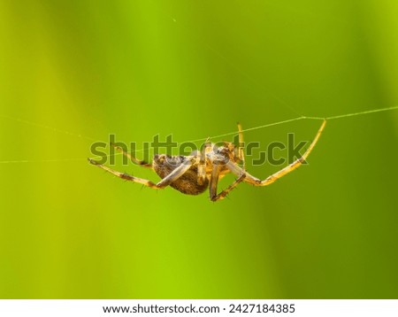Translated from English-Neoscona, known as the spotted orb-weaver and barn spider, is a genus of orb-weaver spider that was first described by Eugène Simon in 1895 to separate it from other araneids i Royalty-Free Stock Photo #2427184385