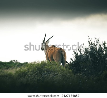 Eland. Taurotragus walks away in the wild field of a game reserve.  Royalty-Free Stock Photo #2427184857