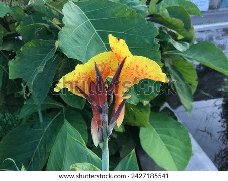 Beautiful white yellow orange Canna lily flower or kana varigata variegata or bunga tasbih