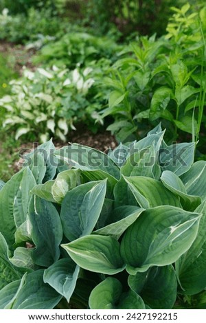 various hostas growing in shady summer garden. Perennial for dark spaces. Royalty-Free Stock Photo #2427192215