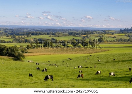 Summer landscape, Terrain hilly countryside of Zuid-Limburg, Galloway cattle breed nibbling fresh grass on the green meadow, Epen is a village in the southern, Dutch province of Limburg, Netherlands. Royalty-Free Stock Photo #2427199051