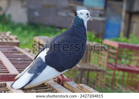 Picture of a beautiful pigeon in a cage. Pictures of beautiful pigeons of different breeds. Portrait of a beautiful pigeon.