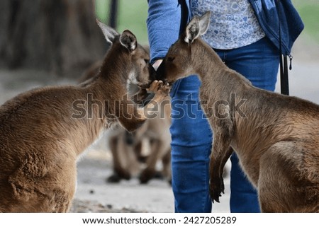 Kangaroos being hand fed in Ballarat wildlife Park Victoria Australia 