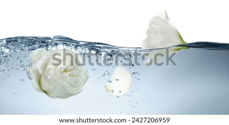 Beautiful white Eustoma flower buds in water on white background