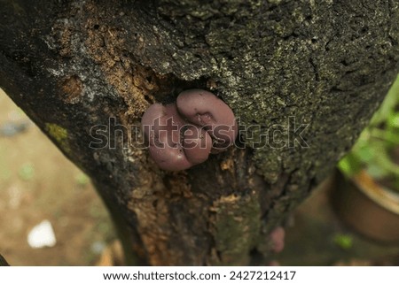 mushrooms on tree trunk close up