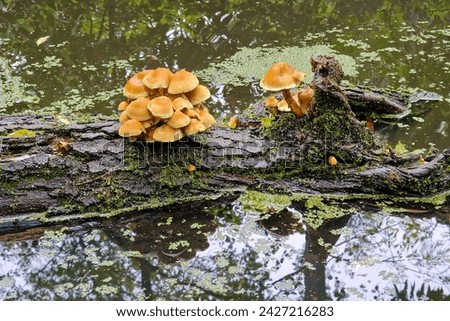 Fungi Sulphur tuft (Hypholoma fasciculare) on floating tree trunk