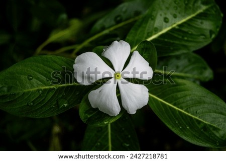 An Aesthetic White Vinca Flower Desktop Background Wallpaper