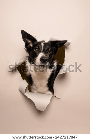 Picture of Bordercollie dog posing through Torn paper in studio with white background