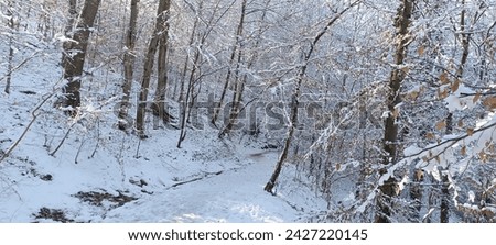 A walk through the snow forest